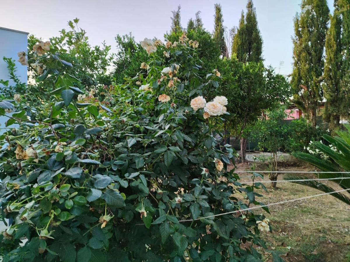 Filoxenia Di Umberto Konuk evi Sassari Dış mekan fotoğraf